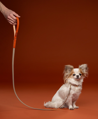 Set Collare + Guinzaglio Double Tone