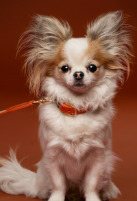 Set Collare + Guinzaglio Double Tone