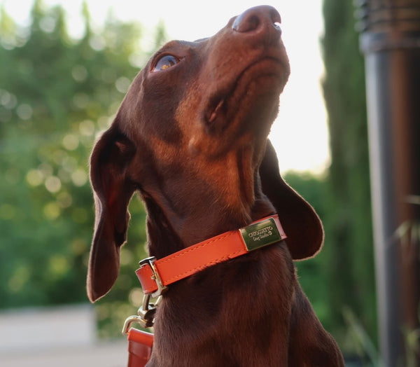 Otto