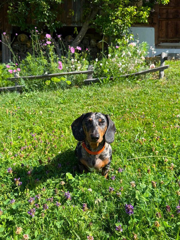 Lola